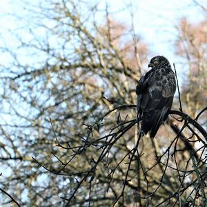 Common Buzzard