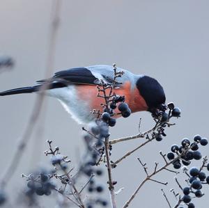 Eurasian Bullfinch