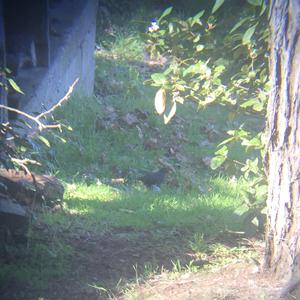 Eurasian Blackbird