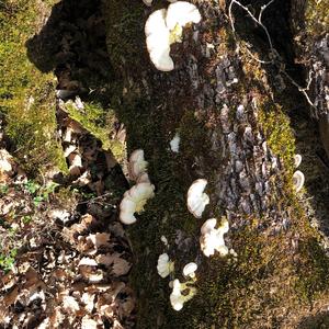 Hairy Parchment