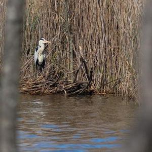 Grey Heron