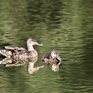 Mallard