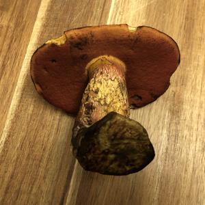 Dotted-stem Bolete