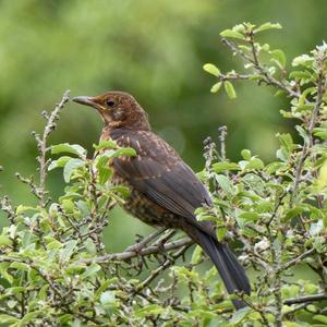 Eurasian Blackbird