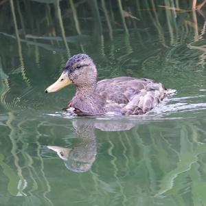 Mallard