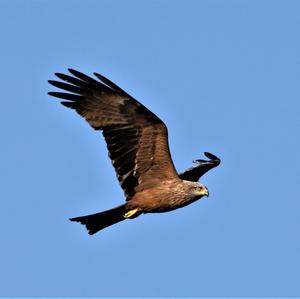 Black Kite