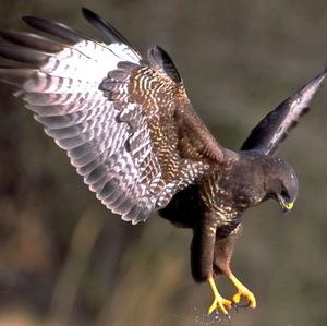 Common Buzzard