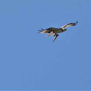 Osprey