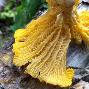 Chanterelle, Common