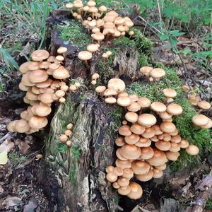 Changing Pholiota