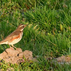 Redwing