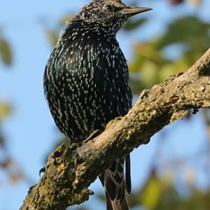 Common Starling