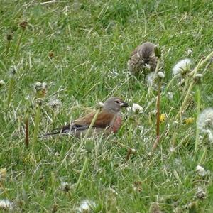 Eurasian Linnet