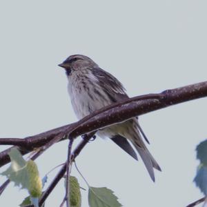 Common Redpoll