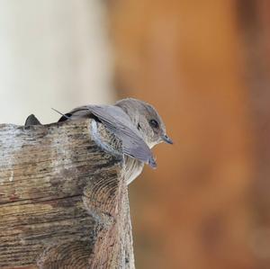 Eurasian Crag-martin