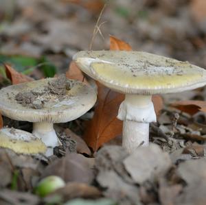 Grüner Knollenblätterpilz