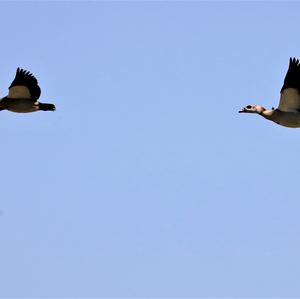 Egyptian Goose