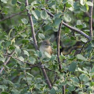 Garden Warbler