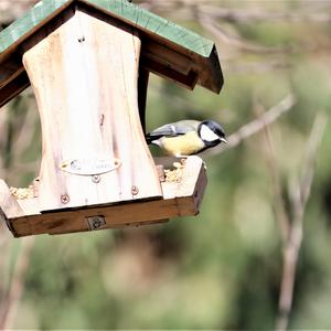 Great Tit