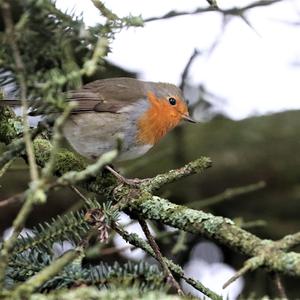 European Robin