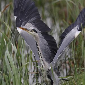 Grey Heron