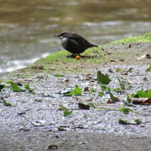 White-throated Dipper