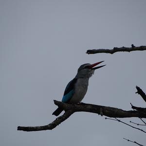 Woodland Kingfisher