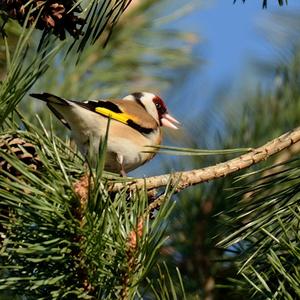 European Goldfinch