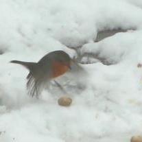 European Robin