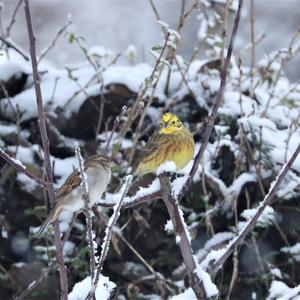 Yellowhammer