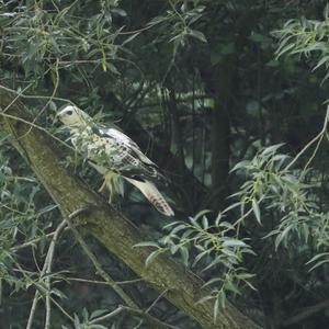 Mäusebussard