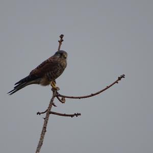 Common Kestrel