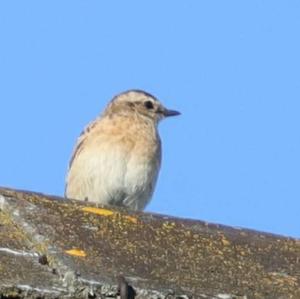 Whinchat