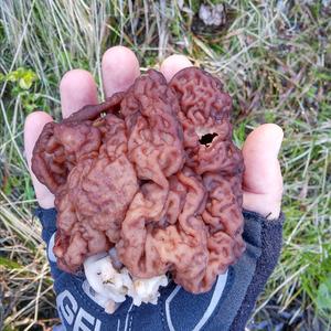 Conifer False Morel