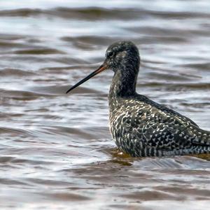 Spotted Redshank