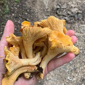 Chanterelle, Common