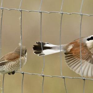 Red-backed Shrike