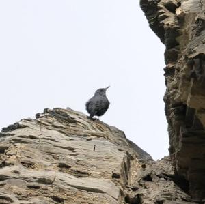 Blue Rock-thrush