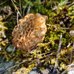 Yellow Morel