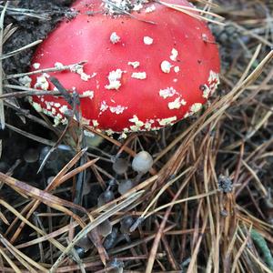 Fly Agaric