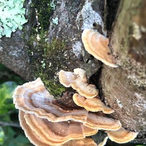 Turkey-tail