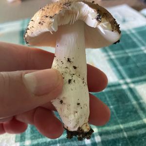 Unknown Species