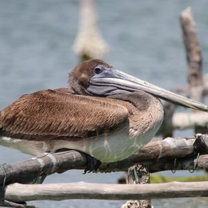 Brown Pelican