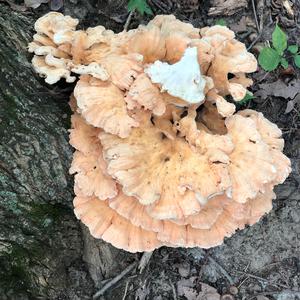 Chicken Mushroom