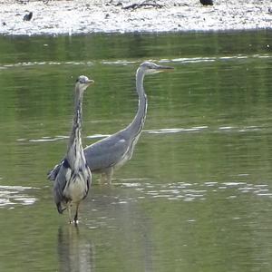 Grey Heron