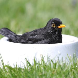 Eurasian Blackbird