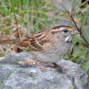 White-throated Sparrow