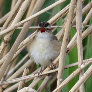 Sedge Warbler