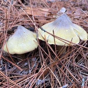 Partridge Mushroom