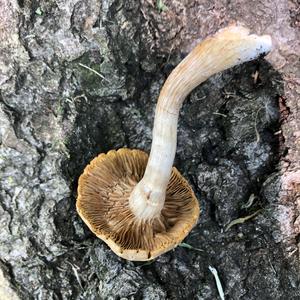 Spring Agrocybe